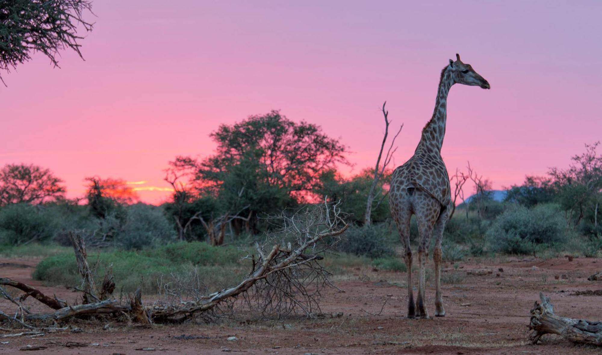 Tuningi Safari Lodge Madikwe Game Reserve Exterior photo