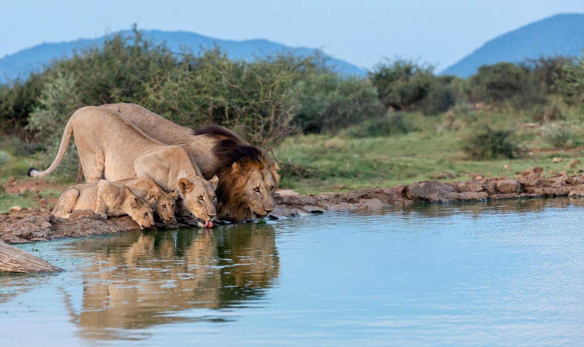Tuningi Safari Lodge Madikwe Game Reserve Exterior photo