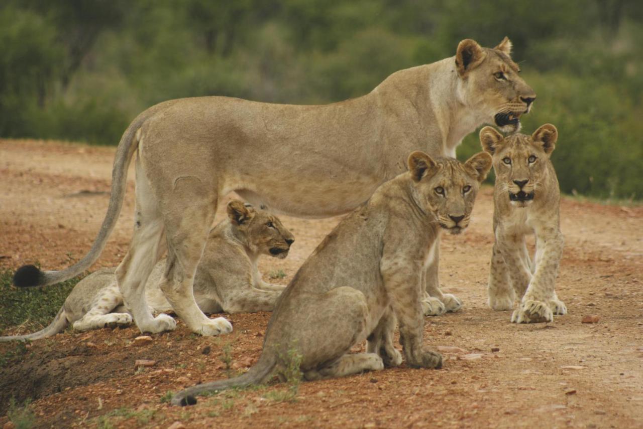 Tuningi Safari Lodge Madikwe Game Reserve Exterior photo