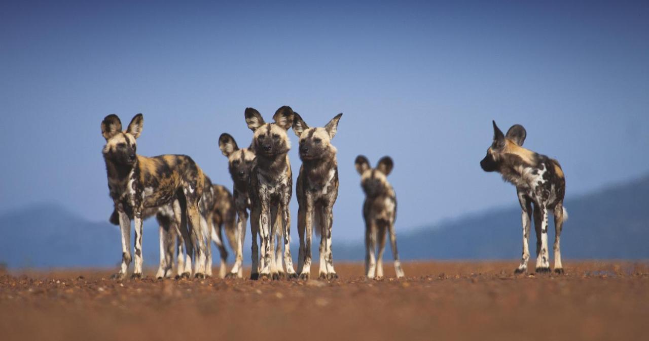 Tuningi Safari Lodge Madikwe Game Reserve Exterior photo