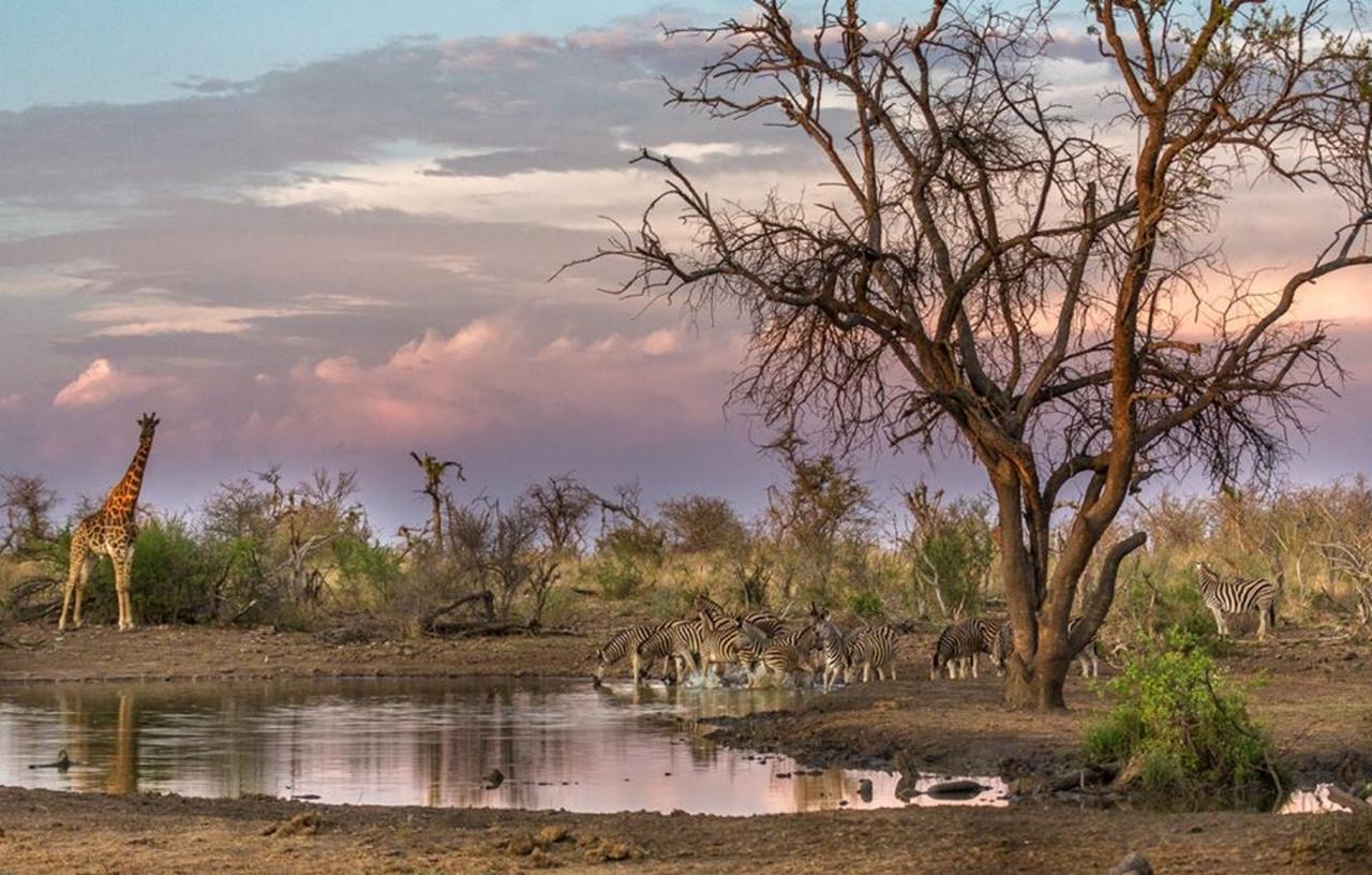 Tuningi Safari Lodge Madikwe Game Reserve Exterior photo